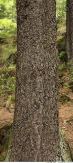 tree bark 0002